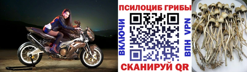 mega как войти  Кодинск  Галлюциногенные грибы Psilocybe 